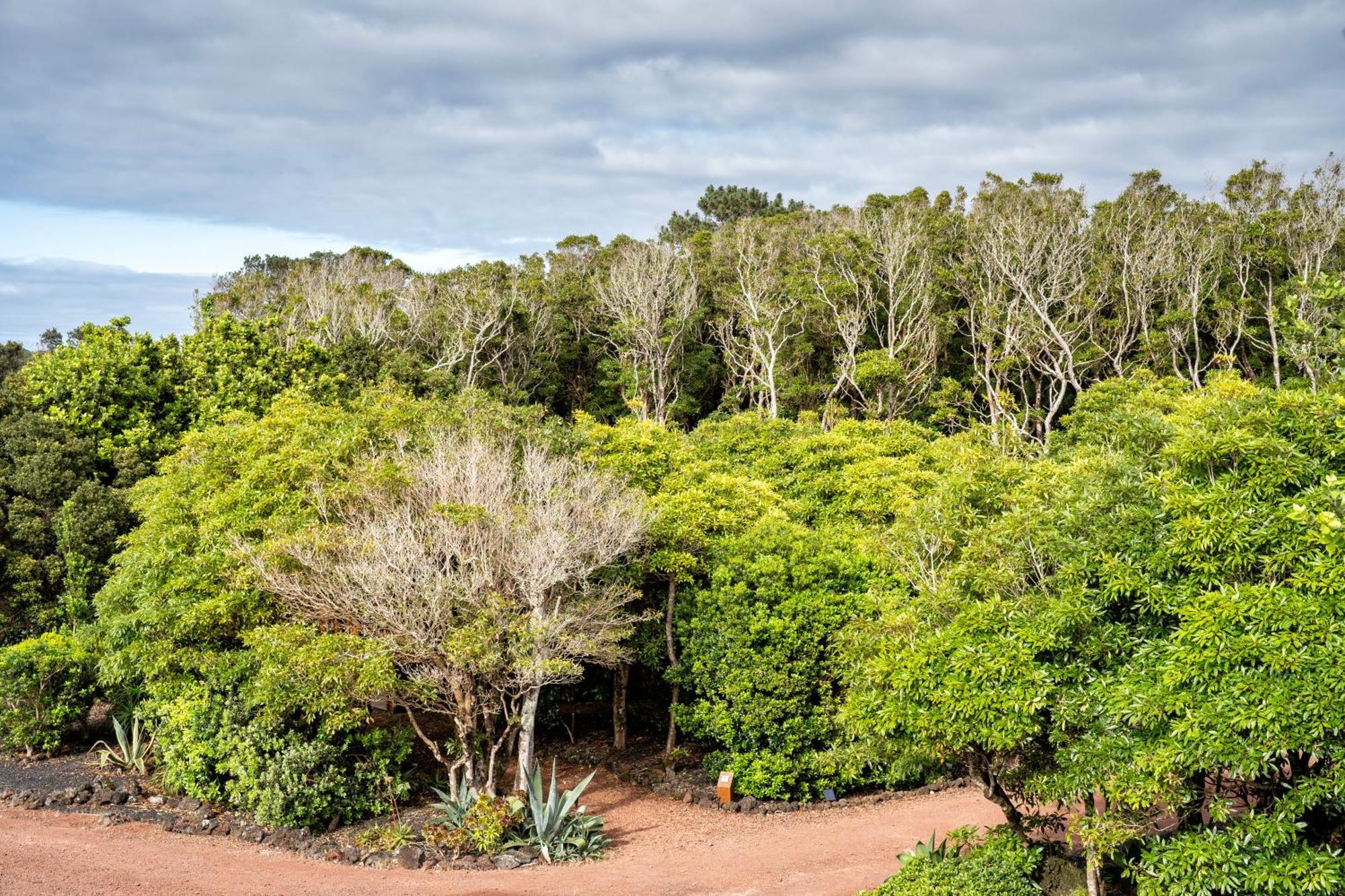 Alma Do Pico - Nature Residence Madalena  Bagian luar foto
