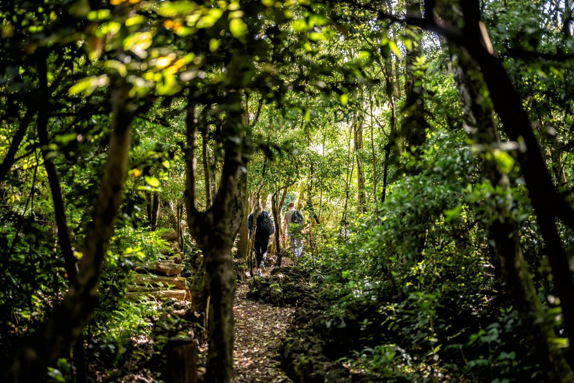 Alma Do Pico - Nature Residence Madalena  Bagian luar foto